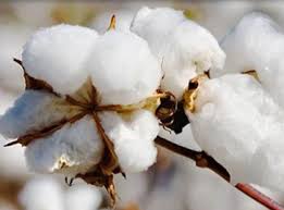 Sudanese Long-Staple Cotton